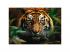 Tiger in freier Wildbahn 1000 Teile HQ-Puzzle - Trefl