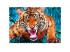 Angreifender Tiger 600pcs Puzzle - Trefl