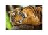 Tiger Porträt 500pcs Puzzle - Trefl