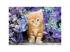 Roter Hengst HQC 500pcs puzzle - Clementoni