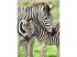 Puzzle 300 Teile - Zebras