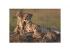 Animal Planet: Gepardenfamilie 1000teiliges Puzzle