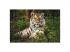 Animal Planet: Tiger 1000pcs puzzle