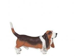 Basset Hound.