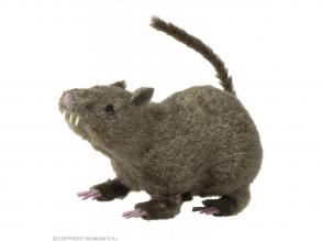 HAARIGE RATTE